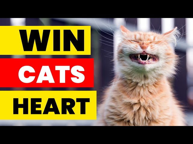 How To Win a Cat's Heart Top Animal Secrets | Proven Tips & Tricks To Win Over Any Cat