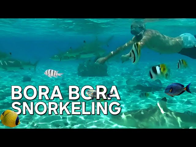 BORA BORA - SNORKELING IN BORA BORA