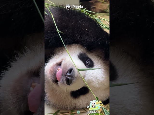 When Your Panda Pal Steals The Camera From You | iPanda #shorts #HKPanda