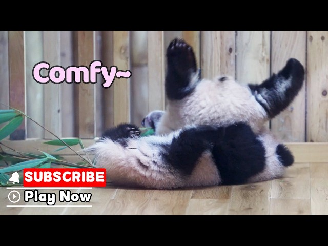 The Best Panda Bolster Is Another Panda | iPanda