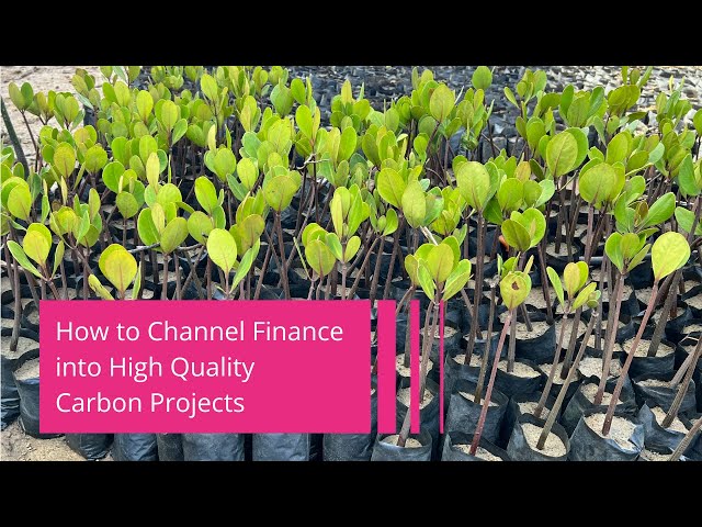 Video Two: How to Channel Finance into High Quality Carbon Projects