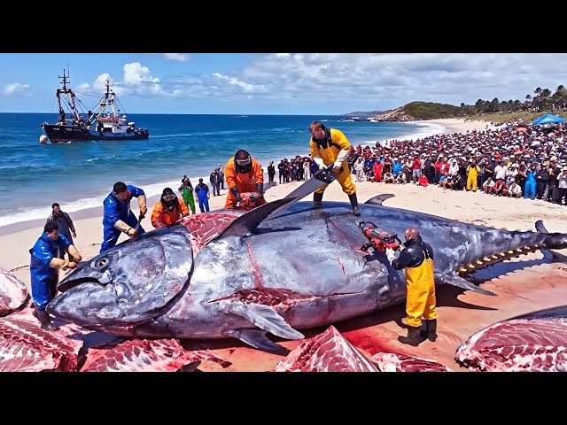 Catching 500 Giant Bluefin Tuna: Deep Ocean Longline Fishing | Full Process