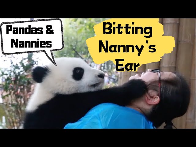 Biting Nanny’s Ear: Pandas’ Way Of Expressing Their Love | iPanda