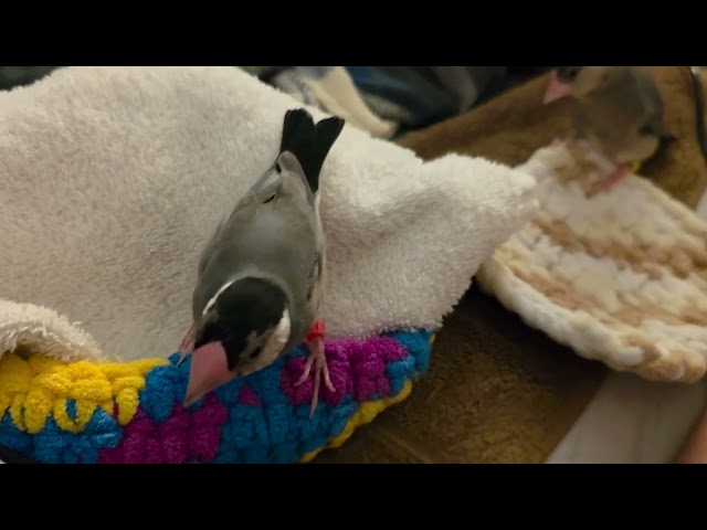 Java finch juvenile almost with their adult colours (Day 85)