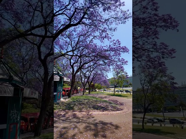 Lisbon Jacaranda  blossom LISBOA JACARANDA #jacaranda #lisboa #lisbon