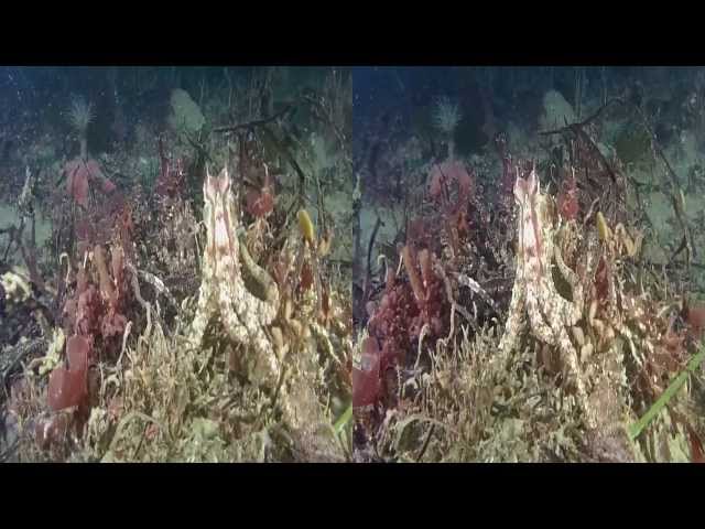 Dive 351: A rainy day at the Metridium Fields