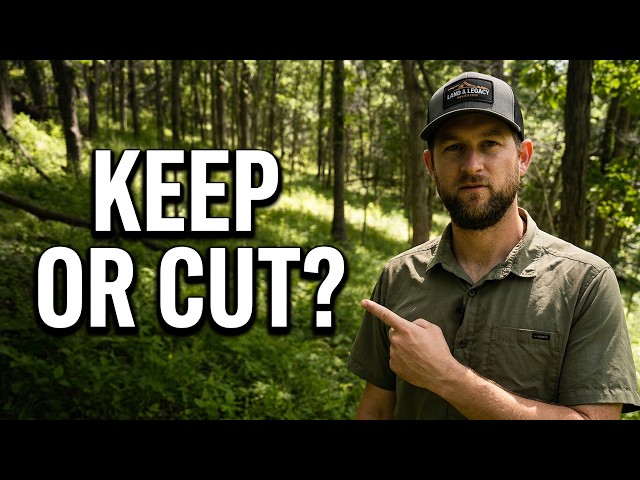 Quick Timber Evaluation | What Should You Keep or Cut