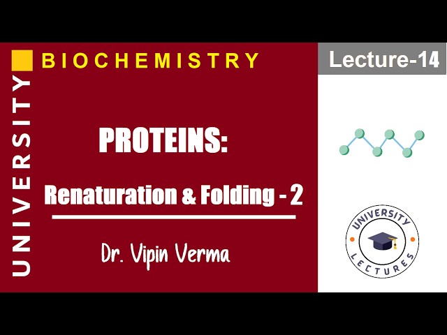 Renaturation & Folding - 2 | Proteins |NET| JRF| GATE | JAM | MSc PhD| CS Zoology| CUET| SLET| UG|PG