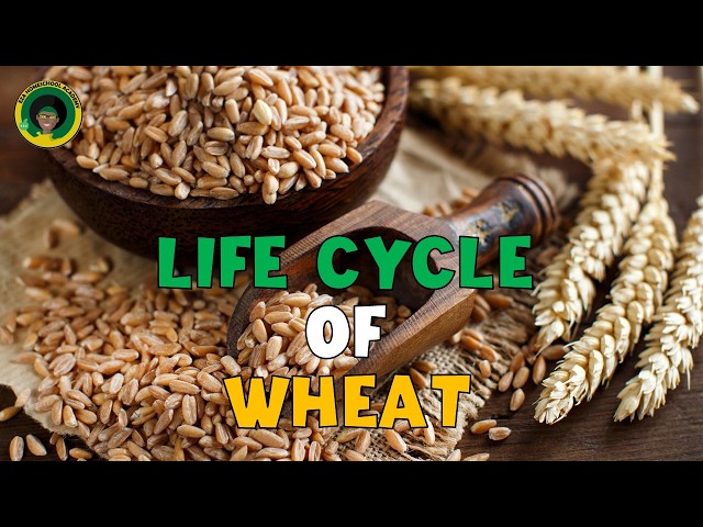 Wheat Life Cycle | All about Wheat
