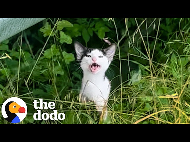 Bride Uses Her Wedding To Get Stray Kitten Adopted | The Dodo
