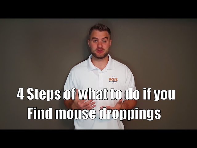 4 Steps of what to do if you find mouse droppings