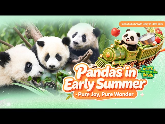 Broadcast: Pandas In Early Summer - Pure Joy, Pure Wonder | iPanda