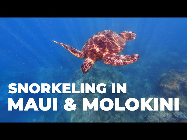 Maui & Molokini Snorkeling Experience | Hawaii