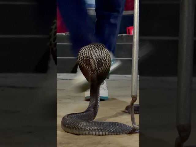 Big Indian spectacled cobra 🐍 🫶🙏🫰