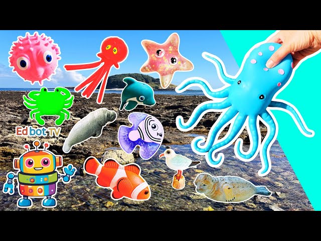 Kids Learn by the Island | Sea Animal Names: Octopus Seal Pufferfish Seahorse Whale Fish