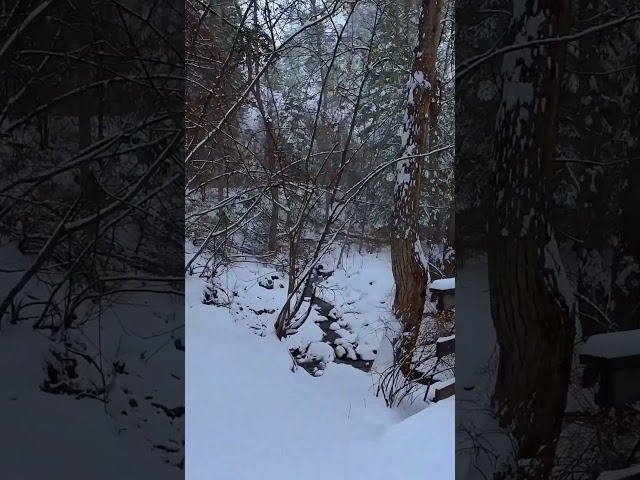 Walking Through a Snowy Hidden Place in Canada 🇨🇦❄️ #britishcolumbia #explorecanada #shorts