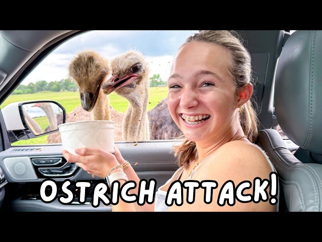 Our Car was Surrounded by Wild Animals!