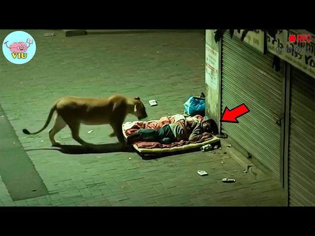 220 MOST TERRIFYING ANIMAL ATTACKS Ever Caught on Camera | Wild Animals Invading People’s Homes.