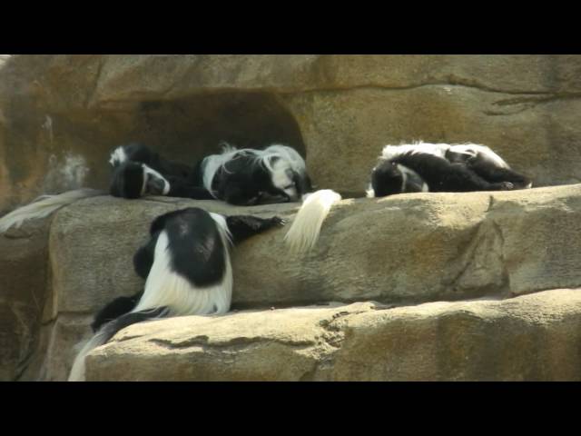 Cleveland Zoo Episode 2