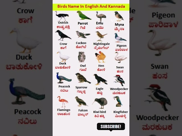 Birds Name in English and kannada//birds vocabulary//birds//ಇಂಗ್ಲಿಷ್ ಮತ್ತು ಕನ್ನಡದಲ್ಲಿ ಪಕ್ಷಿಗಳ ಹೆಸರು