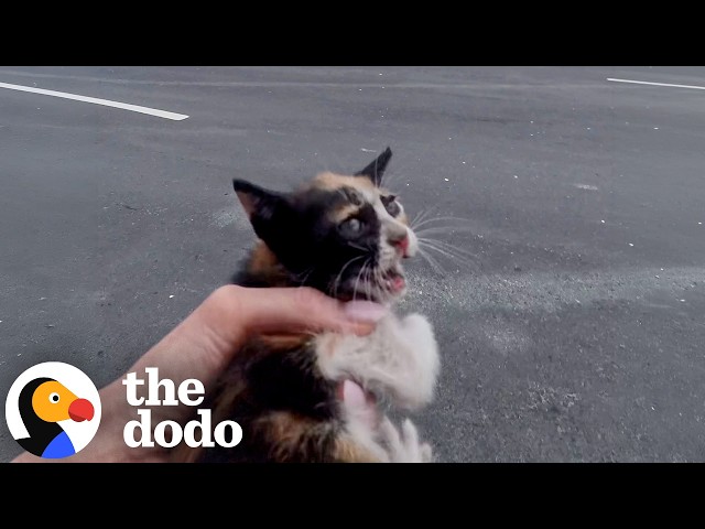Terrified Kitten Dodging Highway Traffic Makes An Incredible Turnaround | The Dodo