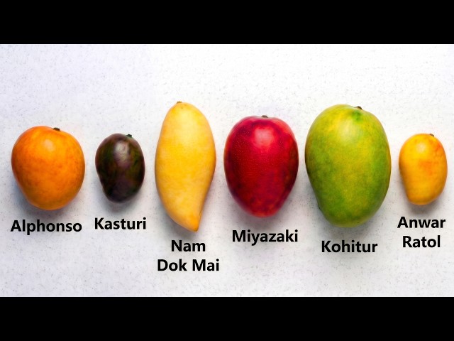 Every Premium Mango Explained
