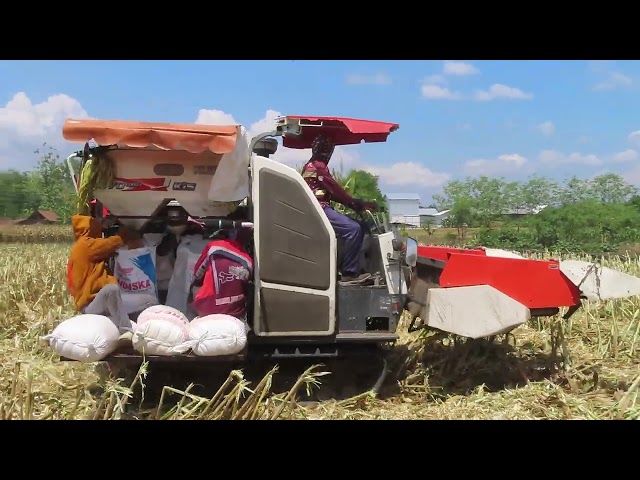 Kombi Sawah KUBOTA HEADER JAGUNG memanen di Balong Ponorogo | MT3 2024