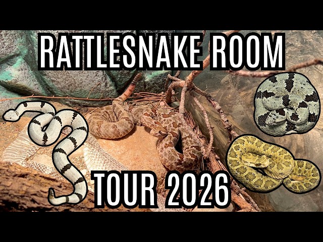 Rattlesnake Room Tour | Incredible Venomous Snakes!