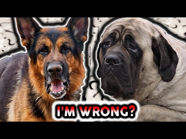 GERMAN SHEPHERD VS ENGLISH MASTIFF! LIVE RECAP SHOW!