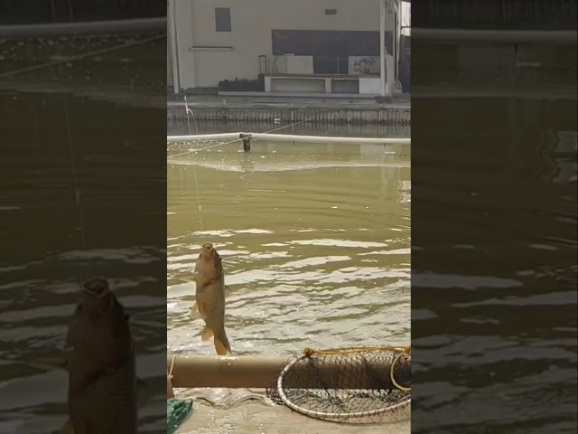 Fishing for Carp at Ling Nyot