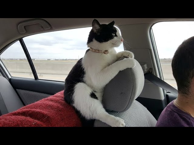 Funniest Cats of The Year 2025