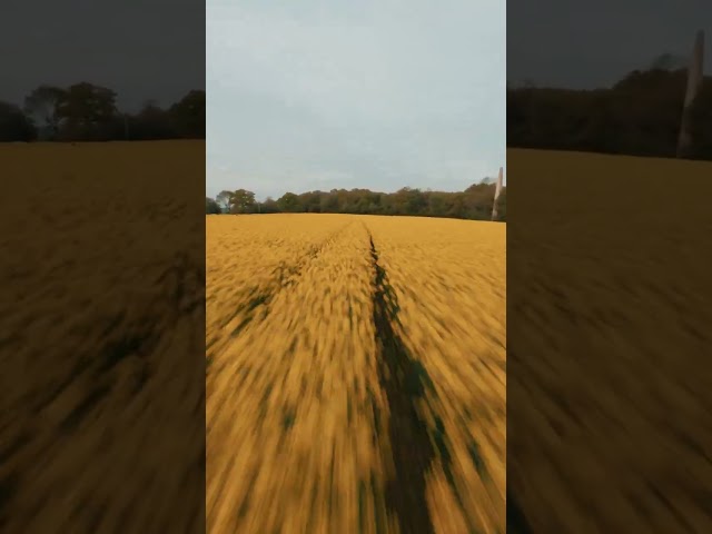 FPV Drone Vs Sunset Rapeseed Field #shorts