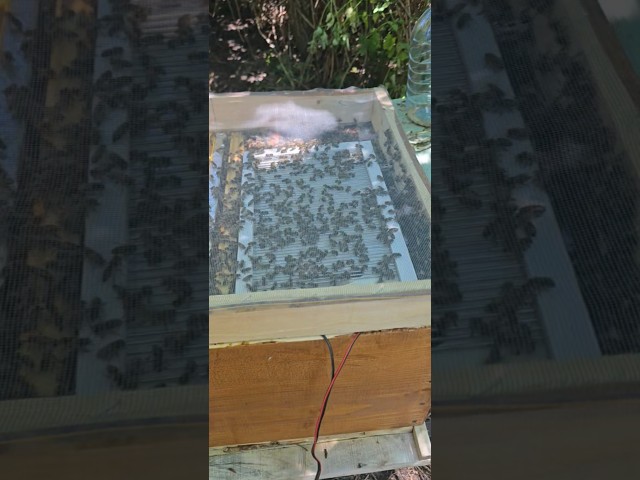 DIY Bee Venom Collector - Harvesting Bee Venom for the First Time #beevenom #diy #mrdkdiy