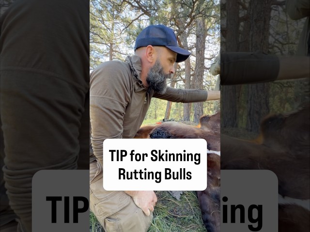 Tip On Rutting Bulls #pursuitwithcliff