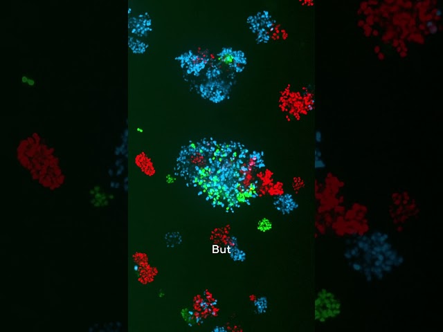 The Art of Science: Luncheon of the Spheroids
