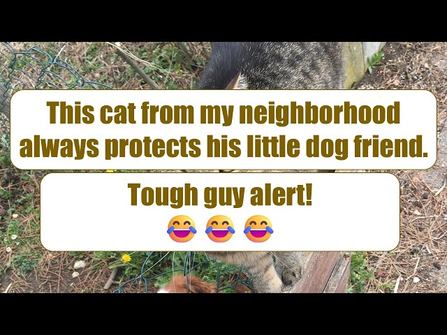 Disgruntled Cats Whose Fury You Can Feel Through Pictures