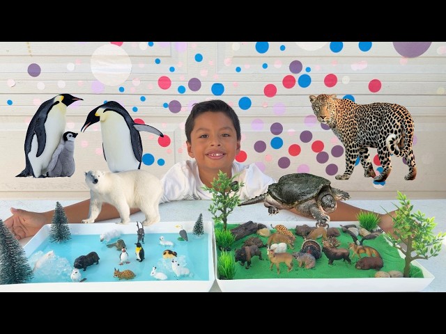 Artic and Forest ANIMALS at home! Polar bear, penguins, Learn Animal Names @Toymany