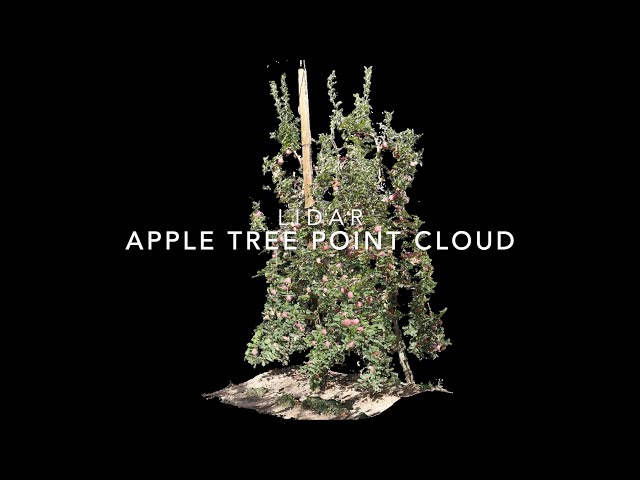 LIDAR Application - Fruit Yield Estimation