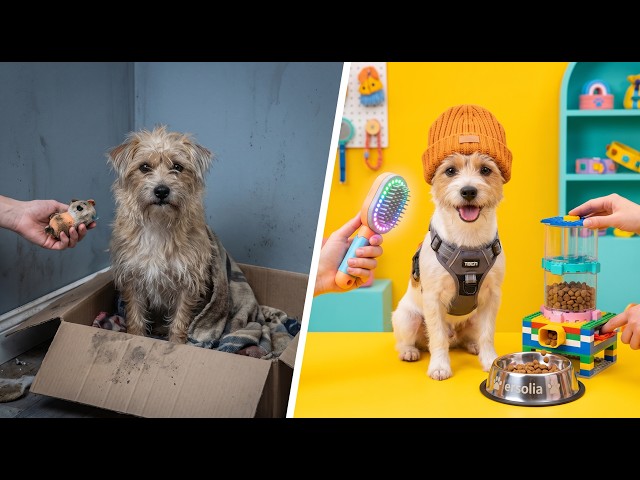 Rich Guy Saved a Poor Dog From the TRASH CAN! *Coolest DIY and Gadgets for Pets*