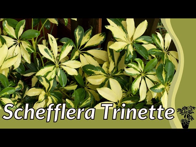 SCHEFFLERA TRINETTE Growing and Caring For Tips! (Schefflera arboricola)