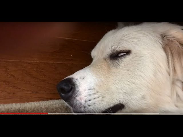 Dog sleeping with freaky eyes