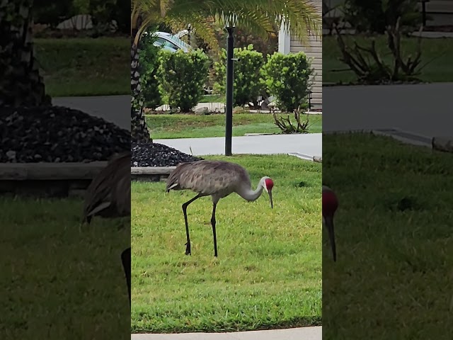 Sand Hill Cranes - Central Florida