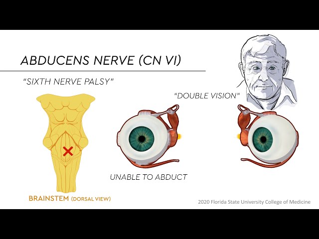 Eye Movements