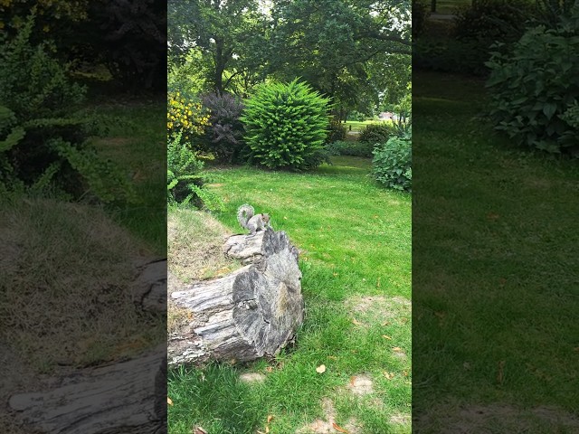 POV: Meeting a Squirrel at Whitby Park 🐿️ | 4K ASMR