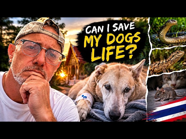 Trying to Save My Dog's Life… Snakes, Lizards & Mice