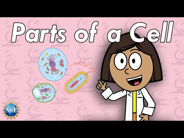 What are Cells? | Science For Kids