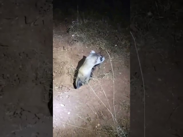 Black-Footed Ferret Release in Northern Arizona
