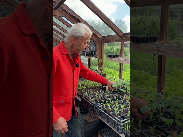 Summer Sowings | What I'm Sowing Now