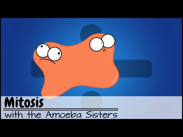 Mitosis: The Amazing Cell Process that Uses Division to Multiply! (Older Video 2016 )