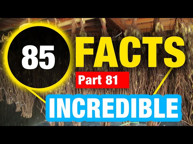85 Weird Facts | Random Facts You Didn’t Know